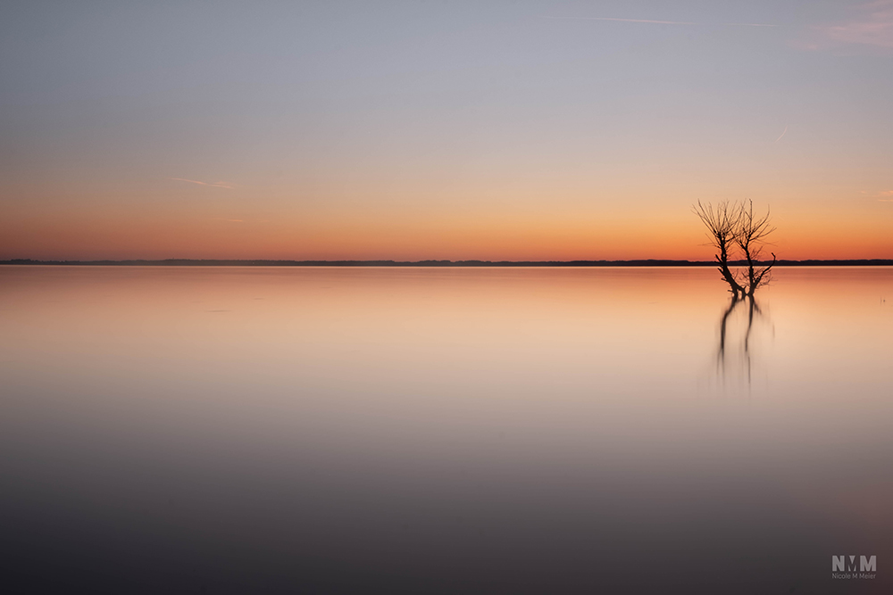 Chiemsee_Baum